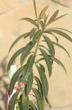 Nerium oleander