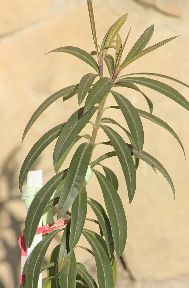 Изображение особи Nerium oleander.