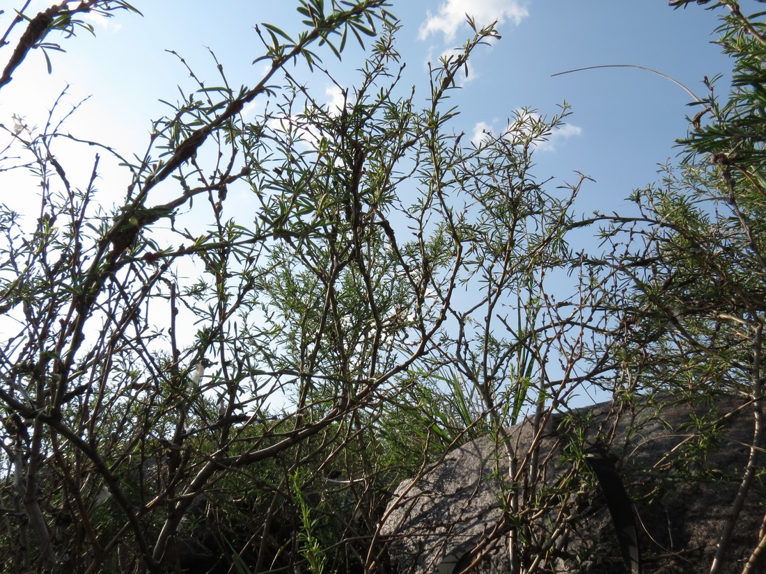 Image of Caragana stenophylla specimen.