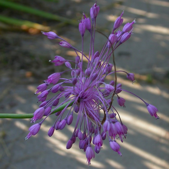 Image of Allium carinatum ssp. pulchellum specimen.