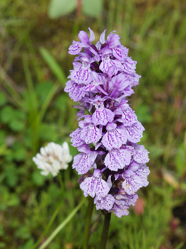 Изображение особи Dactylorhiza psychrophila.