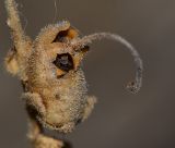 Antirrhinum majus. Вскрывшийся плод. Израиль, Шарон, г. Герцлия, на клумбе. 13.09.2014.