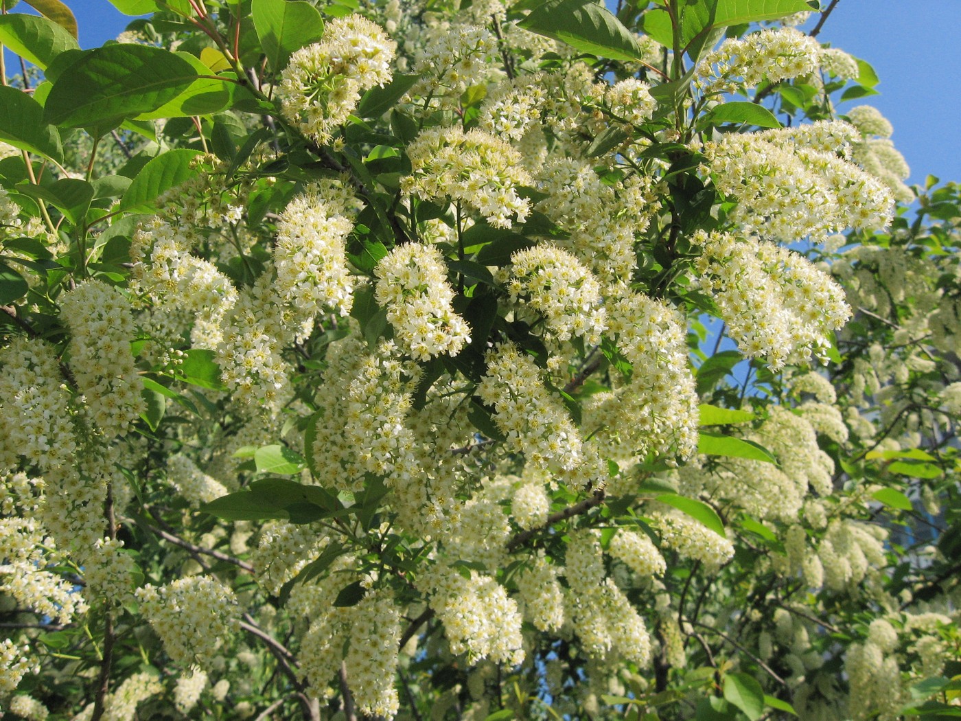 Изображение особи Padus virginiana.
