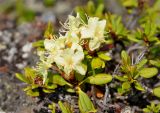 Rhododendron aureum. Верхушки побегов с соцветиями. Бурятия, Окинский р-н, падь Хи-Гол, лавовое поле у подножия вулкана Кропоткина (выс. около 2000 м н.у.м.). 11.07.2015.