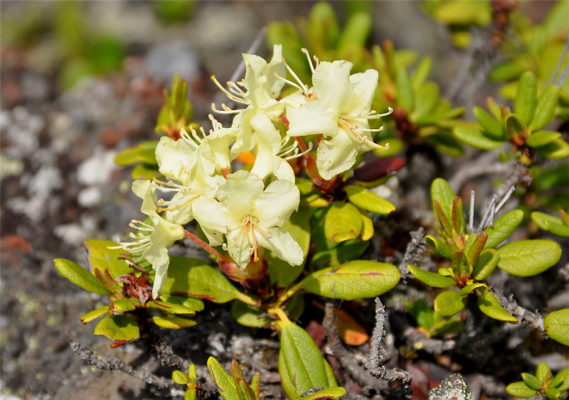 Изображение особи Rhododendron aureum.