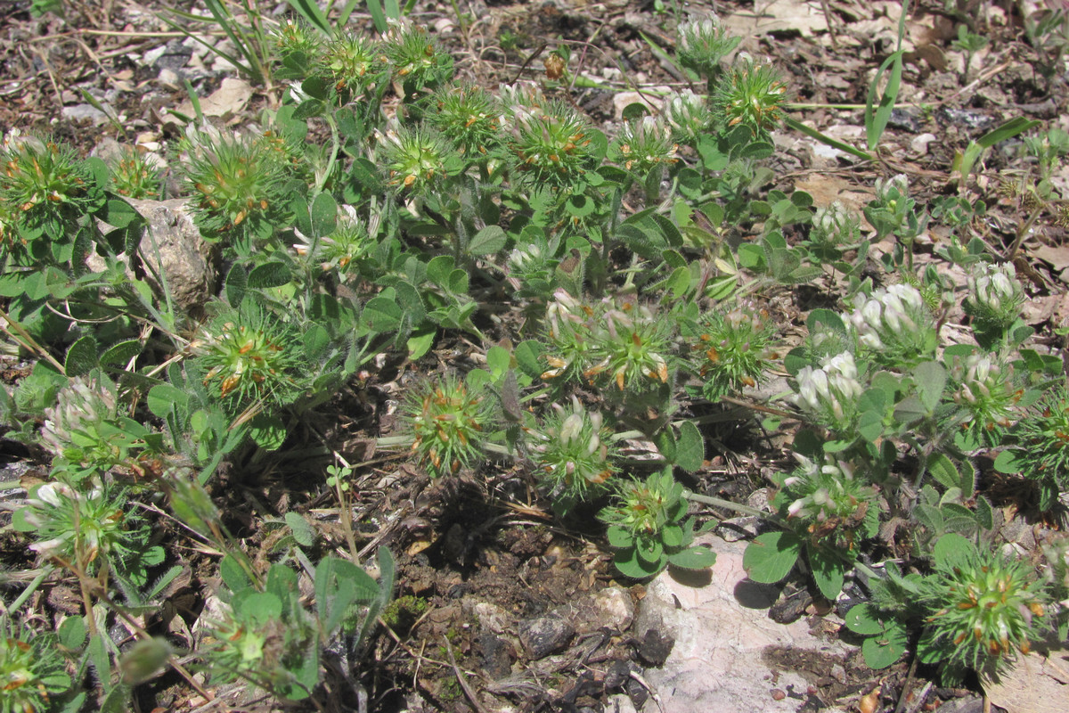 Image of Trifolium lappaceum specimen.