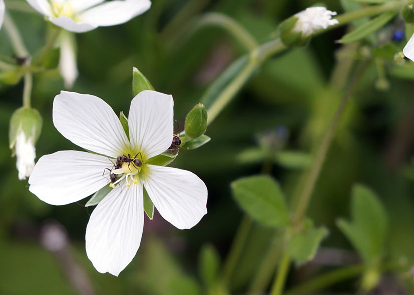 Image of Cerastium bungeanum specimen.