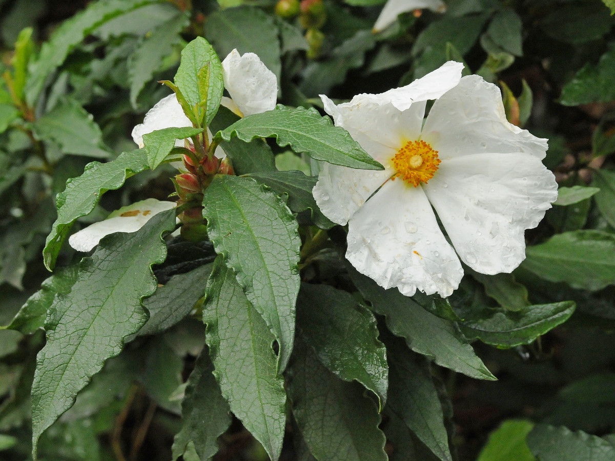 Image of Cistus ladanifer specimen.