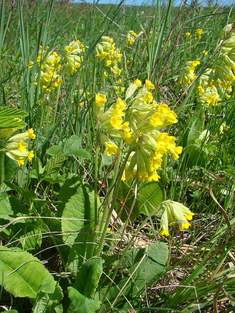 Изображение особи Primula veris.