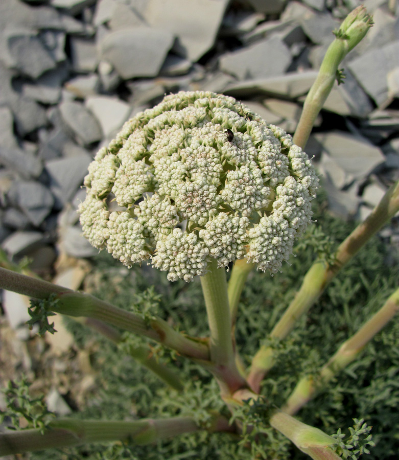 Image of Seseli ponticum specimen.