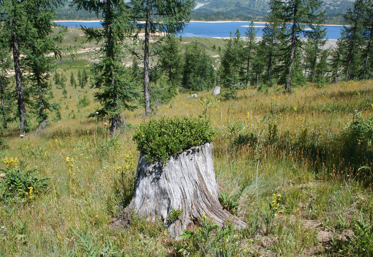 Image of Vaccinium myrtillus specimen.