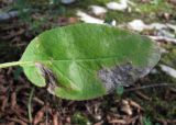 Dictamnus caucasicus