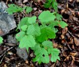 Corylus mandshurica. Верхушка молодого растения. Приморье, Лазовский р-н, окр. села Чистоводное, смешанный лес. 19.08.2015.