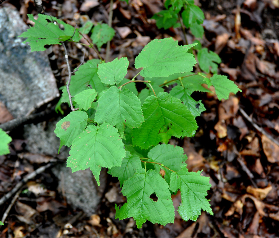 Изображение особи Corylus mandshurica.