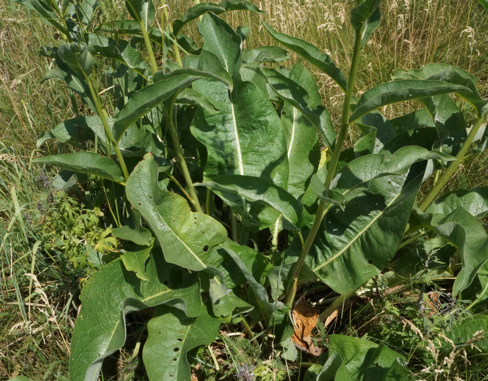 Изображение особи Cynoglossum viridiflorum.