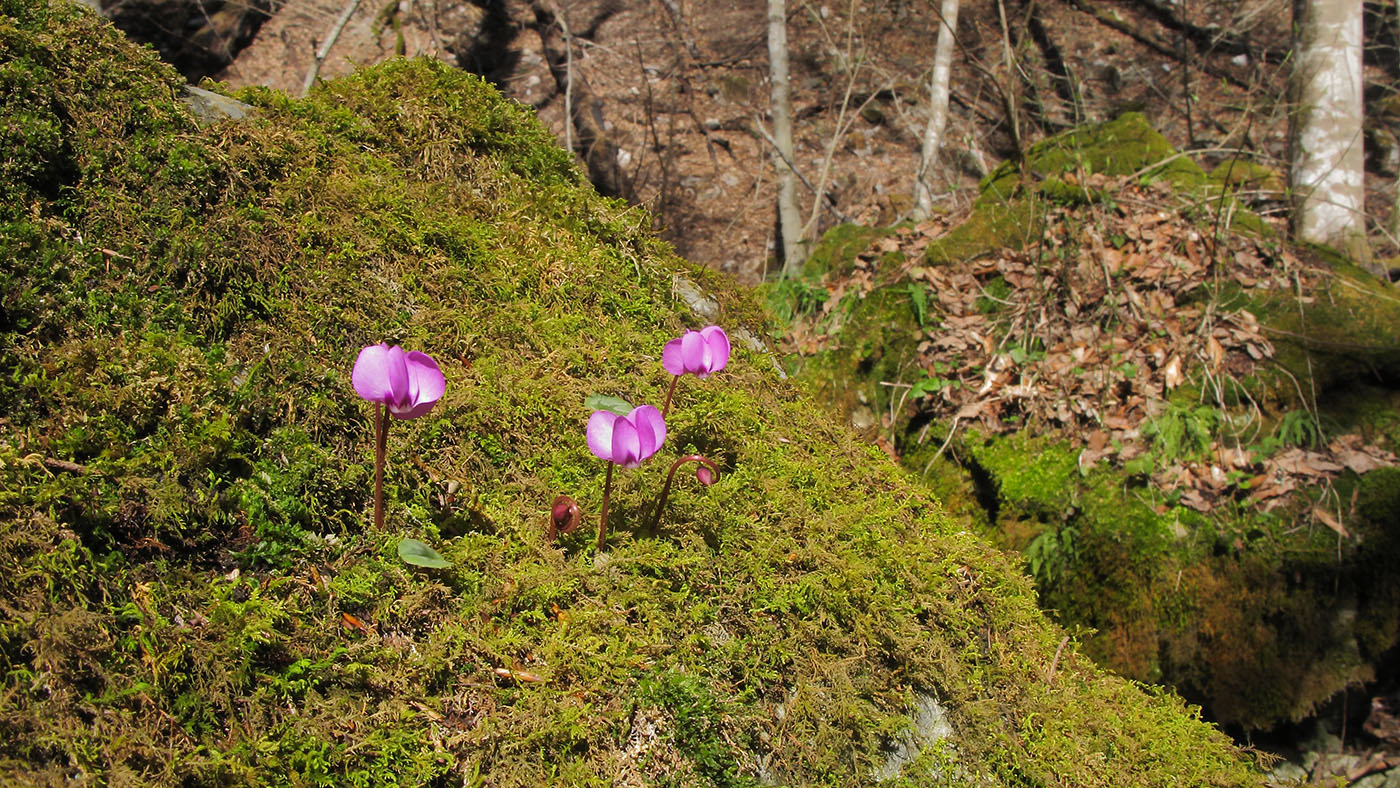 Image of Cyclamen coum specimen.