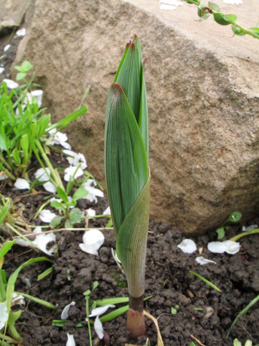 Изображение особи Polygonatum sewerzowii.