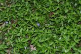 Vinca minor