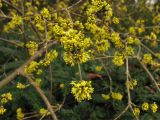 Cornus mas