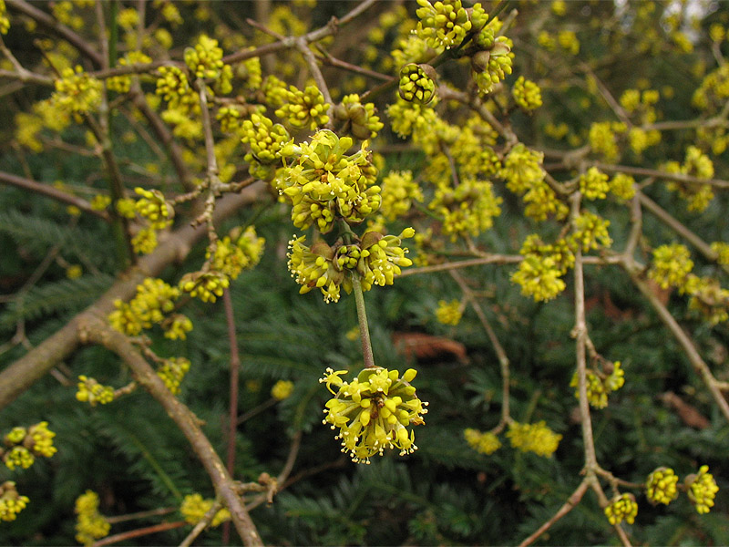 Image of Cornus mas specimen.