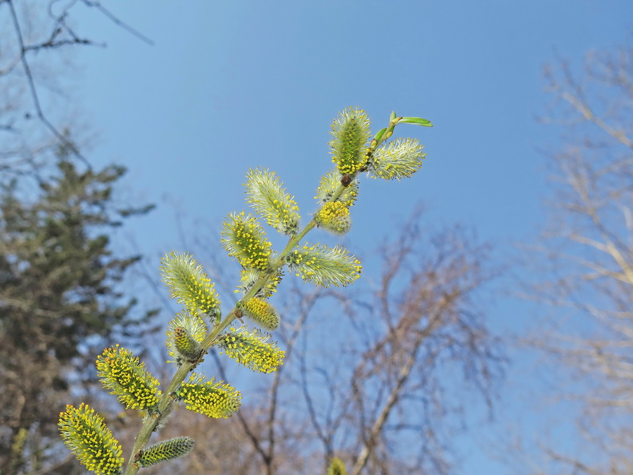 Image of Salix schwerinii specimen.
