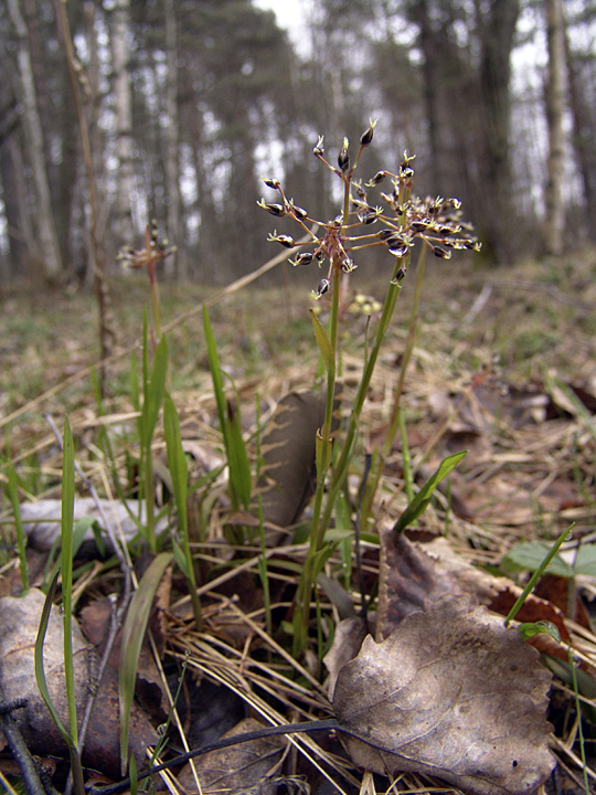 Image of Luzula pilosa specimen.