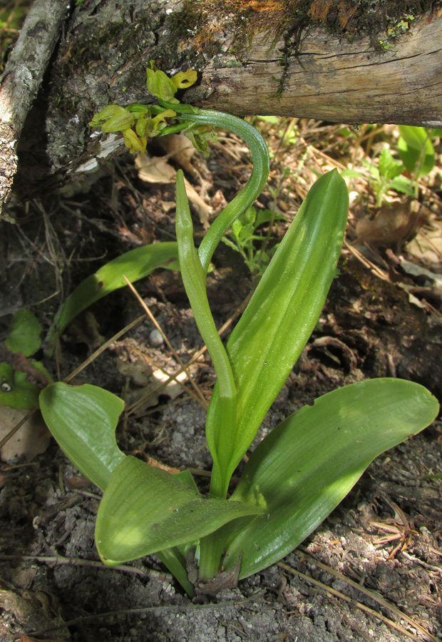 Изображение особи Orchis punctulata.