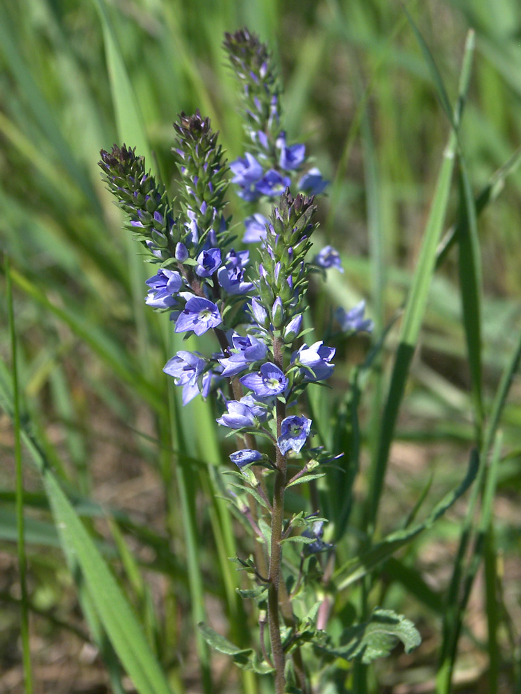 Изображение особи Veronica prostrata.