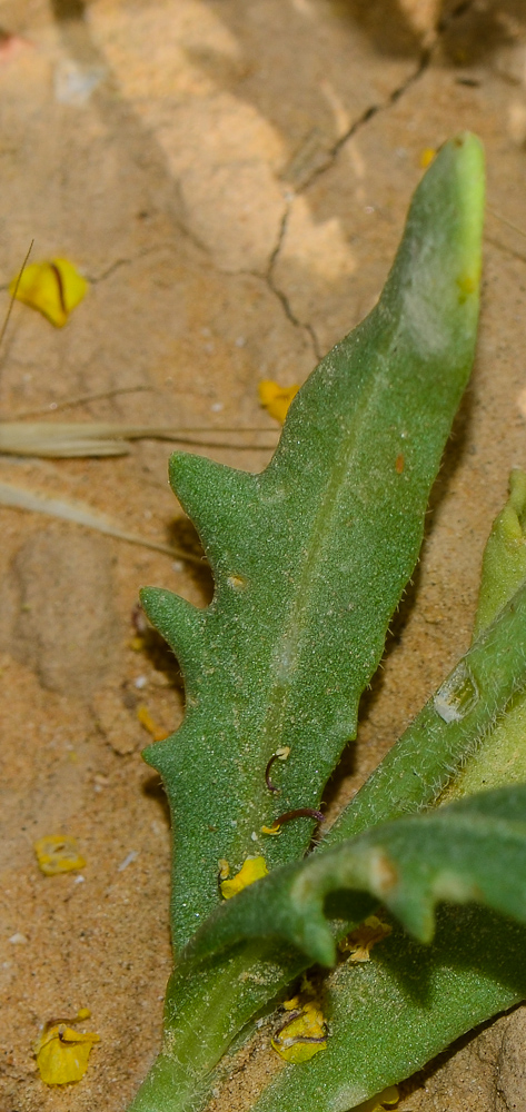 Изображение особи Nasturtiopsis coronopifolia.