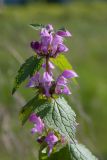 Image of taxon representative. Author is Радик Кутушев