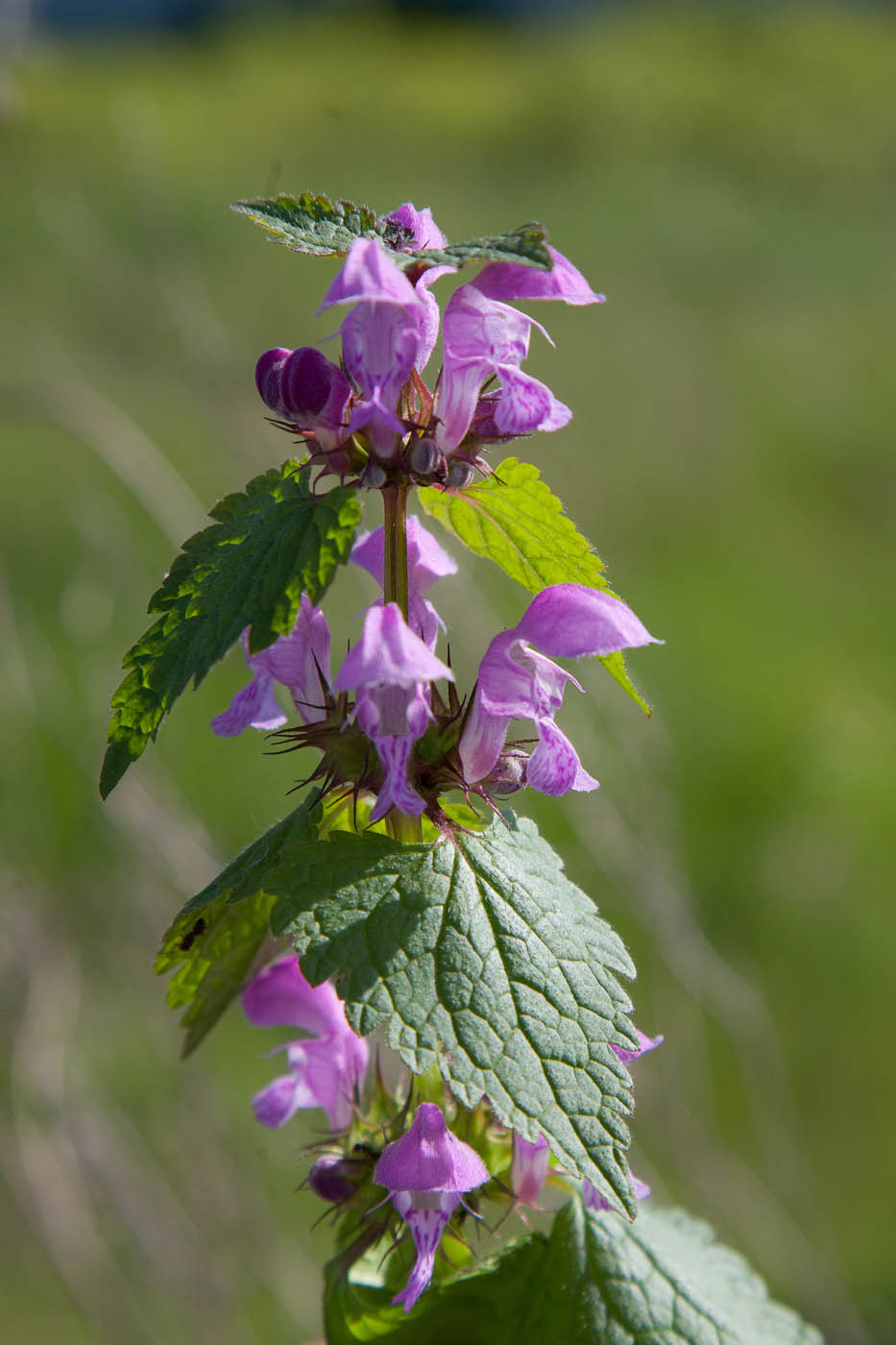 Image of Lamium maculatum specimen.