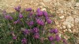 Astragalus onobrychis