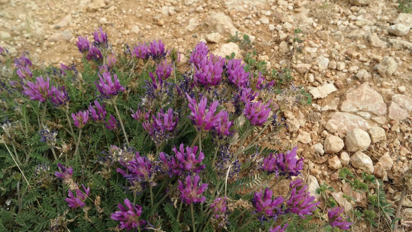 Image of Astragalus onobrychis specimen.