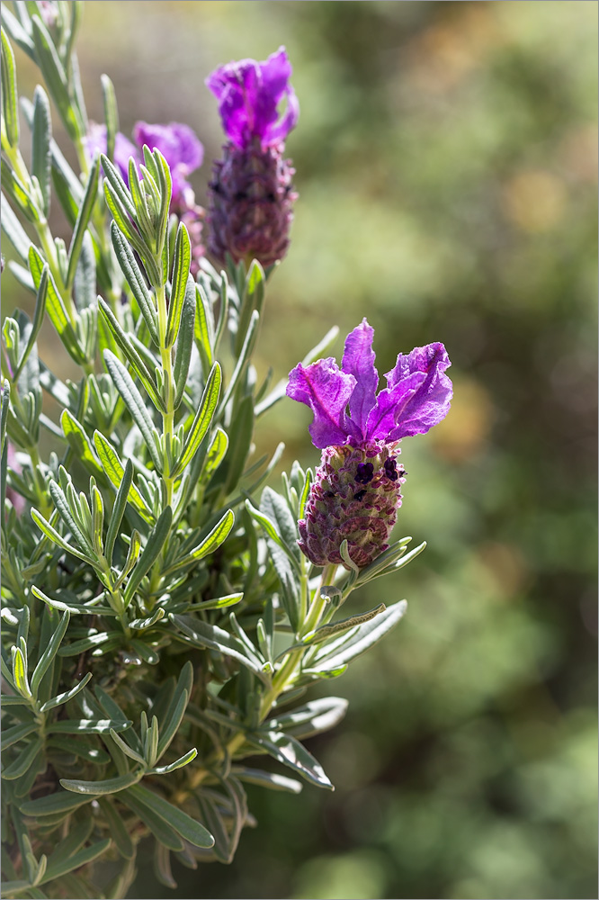Image of Lavandula stoechas specimen.