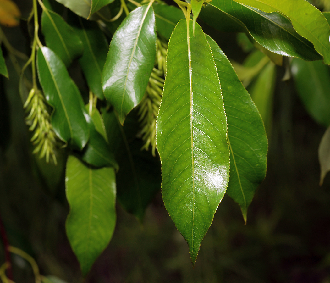 Image of Salix pentandra specimen.