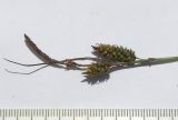 Carex diluta