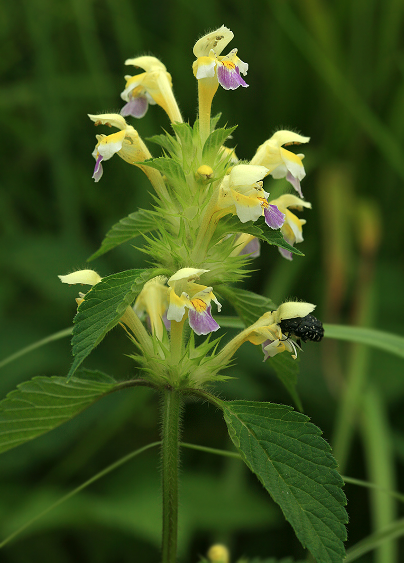 Image of Galeopsis speciosa specimen.