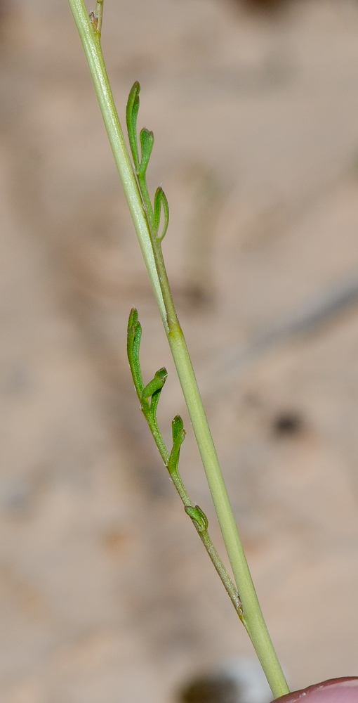 Image of Erucaria rostrata specimen.