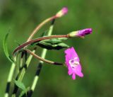 Epilobium hirsutum. Верхушка бокового побега с цветком, бутонами и созревающими плодами. Московская обл., Раменский р-н, окр. дер. Хрипань, садовый участок. 08.08.2016.