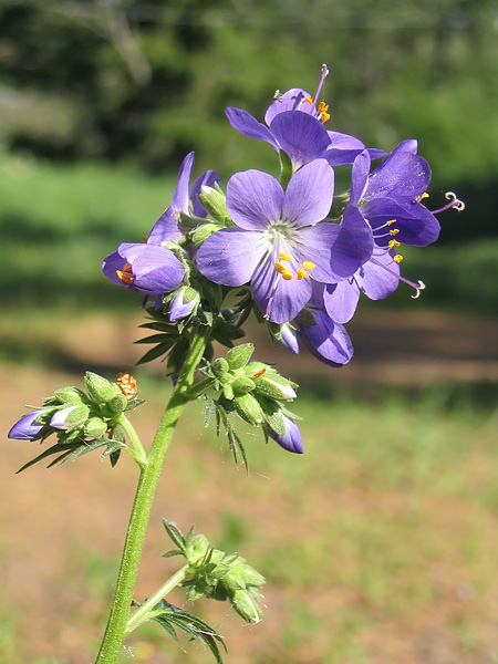 Image of Polemonium caeruleum specimen.