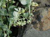 Mertensia maritima. Соплодие. Приморье, окр. г. Находка, морское побережье. 14.08.2016.