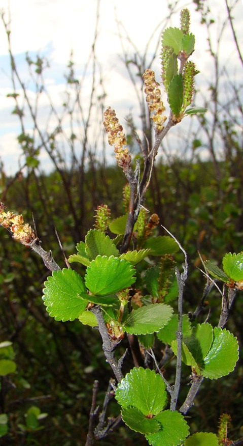 Изображение особи Betula nana.