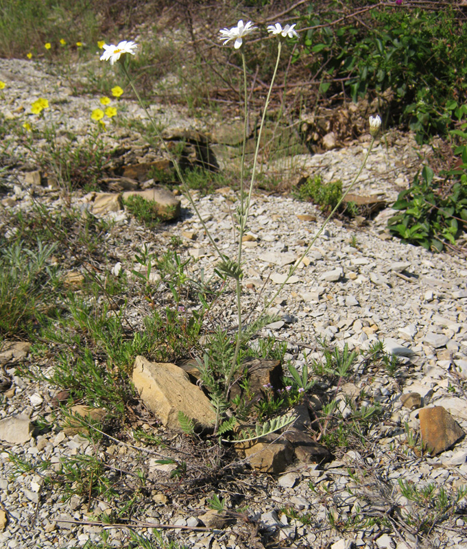 Изображение особи Pyrethrum poteriifolium.