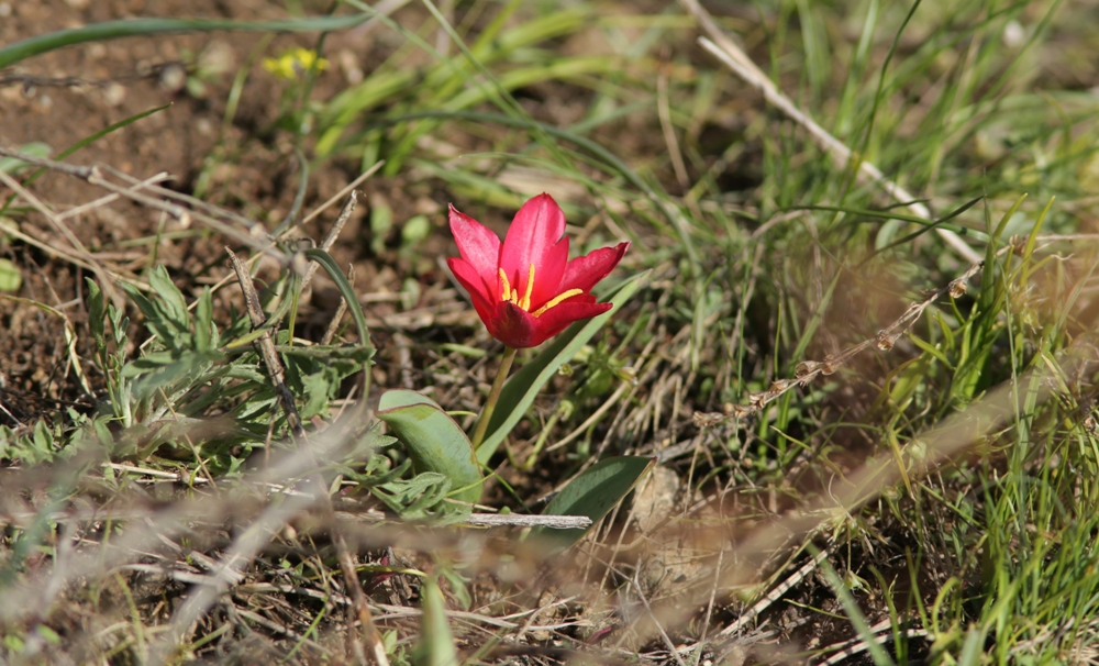 Изображение особи Tulipa berkariensis.