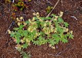 Alchemilla alpina