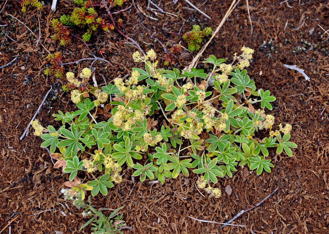 Изображение особи Alchemilla alpina.