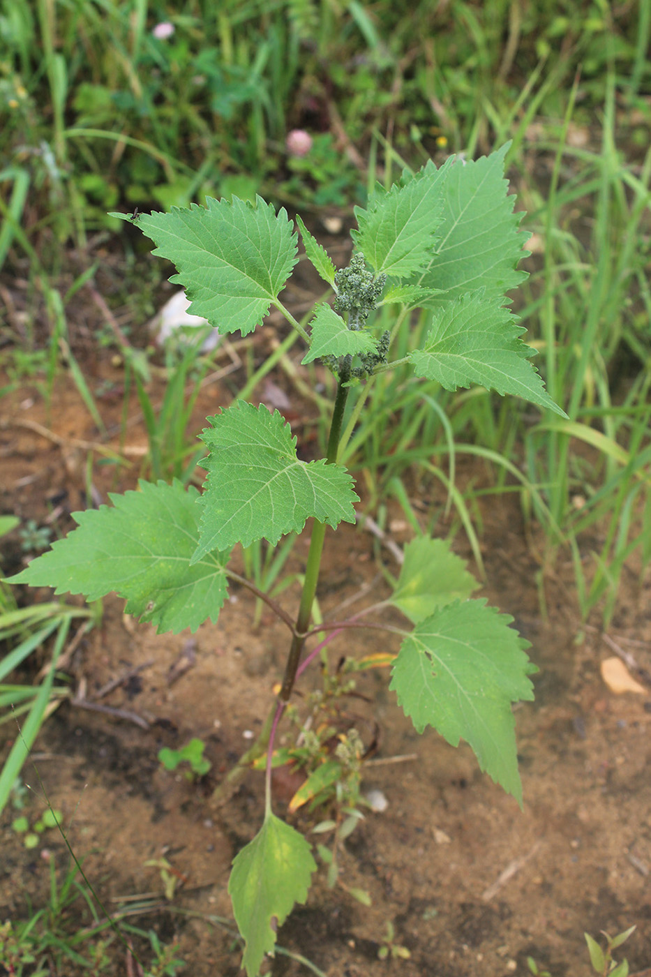 Image of Cyclachaena xanthiifolia specimen.