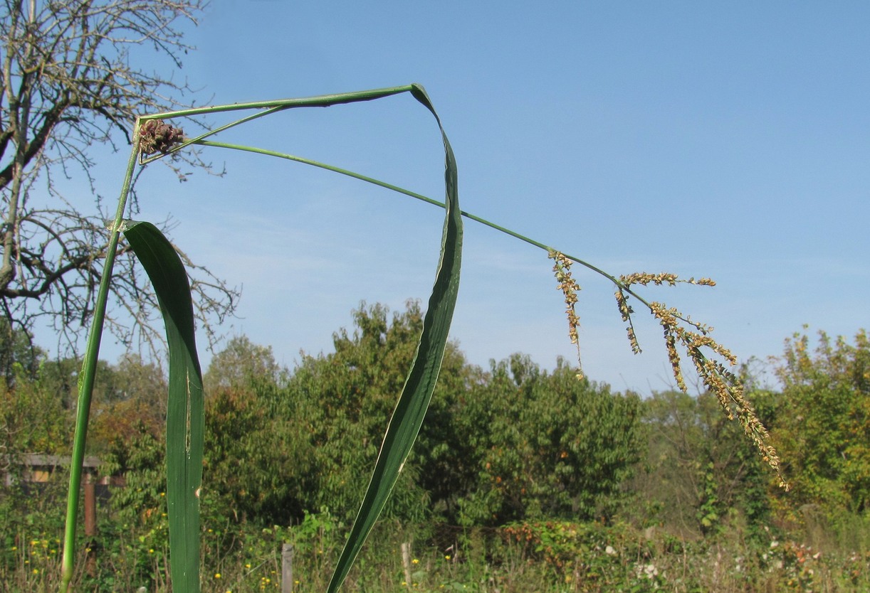 Image of Echinochloa crus-galli specimen.