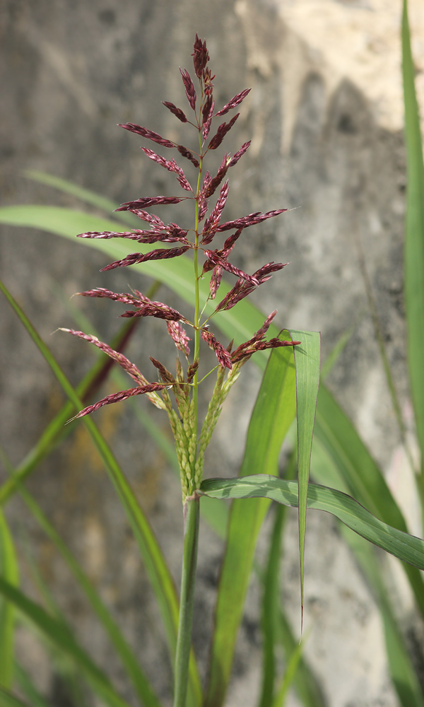 Изображение особи род Sorghum.