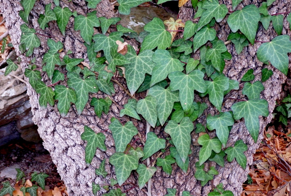 Изображение особи Hedera helix.